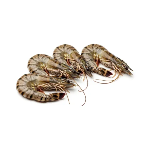 SBF Shrimp Head On Tiger 10-20 1kg